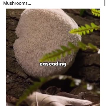 Mushrooms
