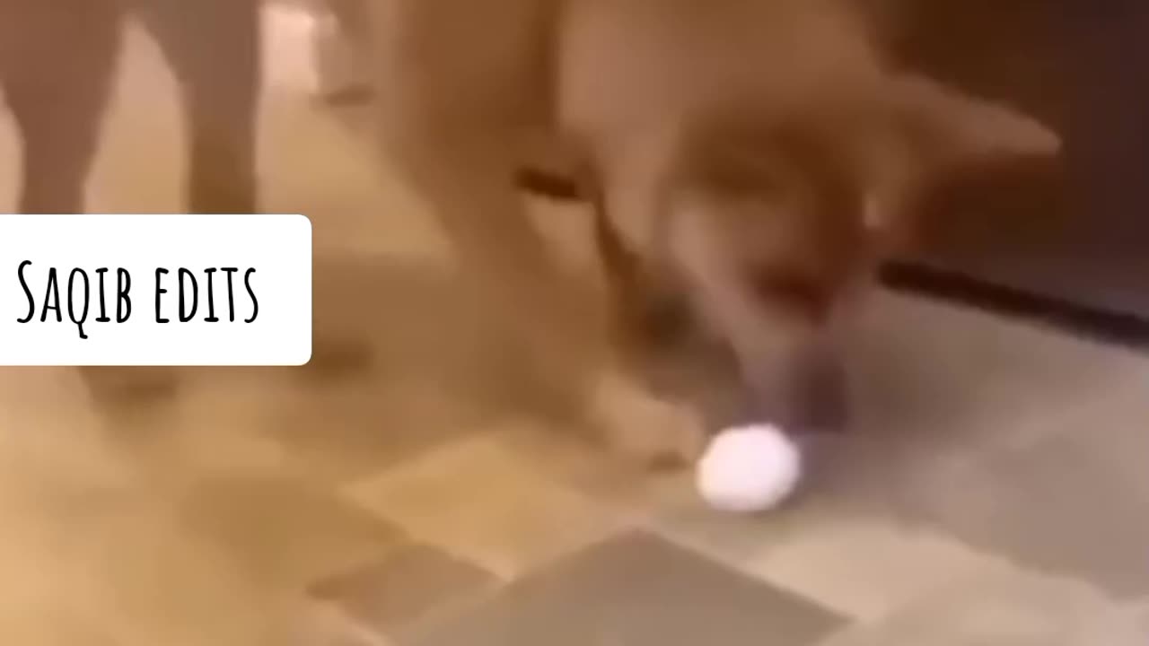 Funny animals video