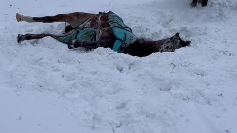 Horse Gets Stuck in the Snow