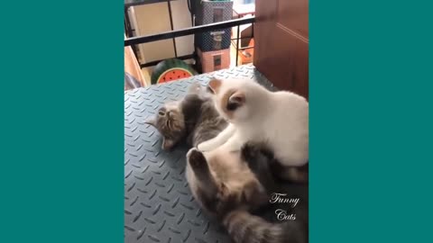 Funniest Cats 😹 - Don't try to hold back Laughter 😂 - Funny Cats Life