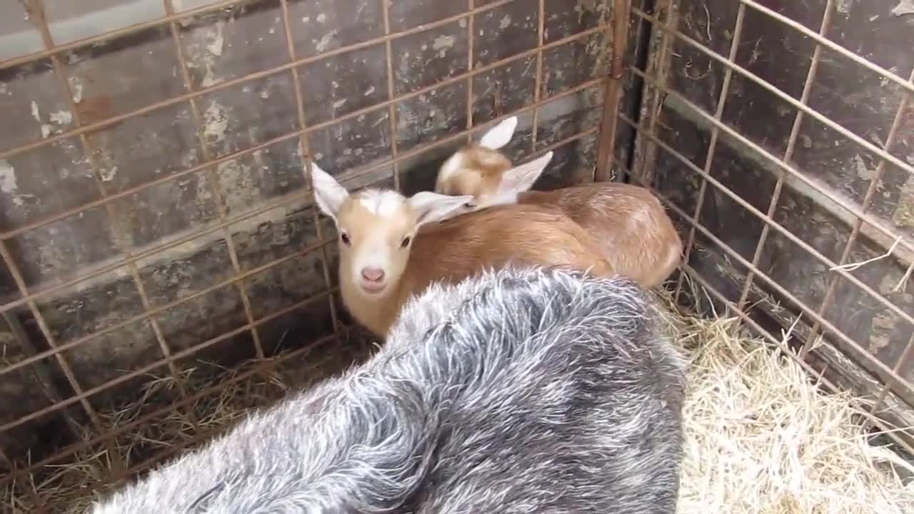 Week Old Nigerian Goat Triplets and mom