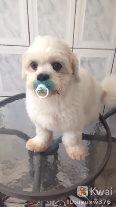 o cachorro gosta de chopeta