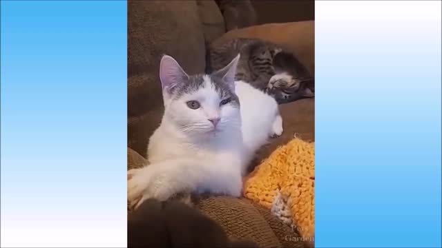 Cute Pets Animals Compilation