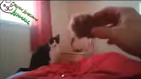 funny animal comp12