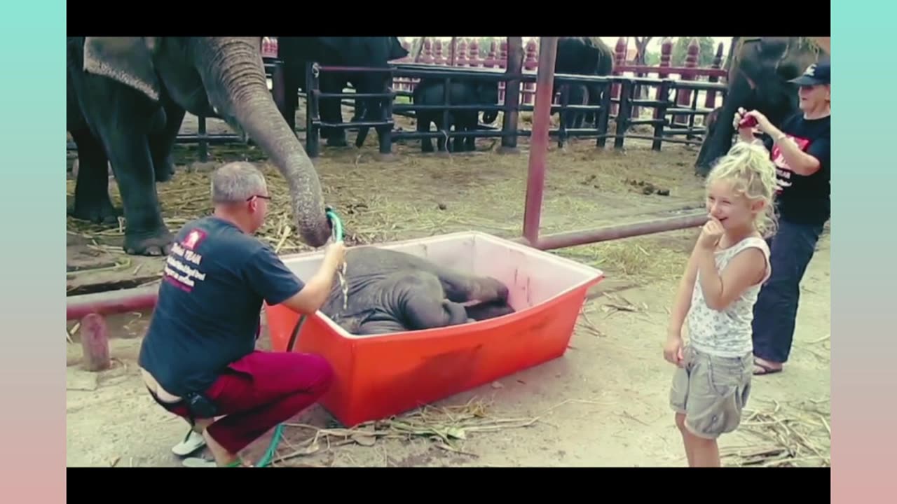 Wow it's totally fun of elephant's kid