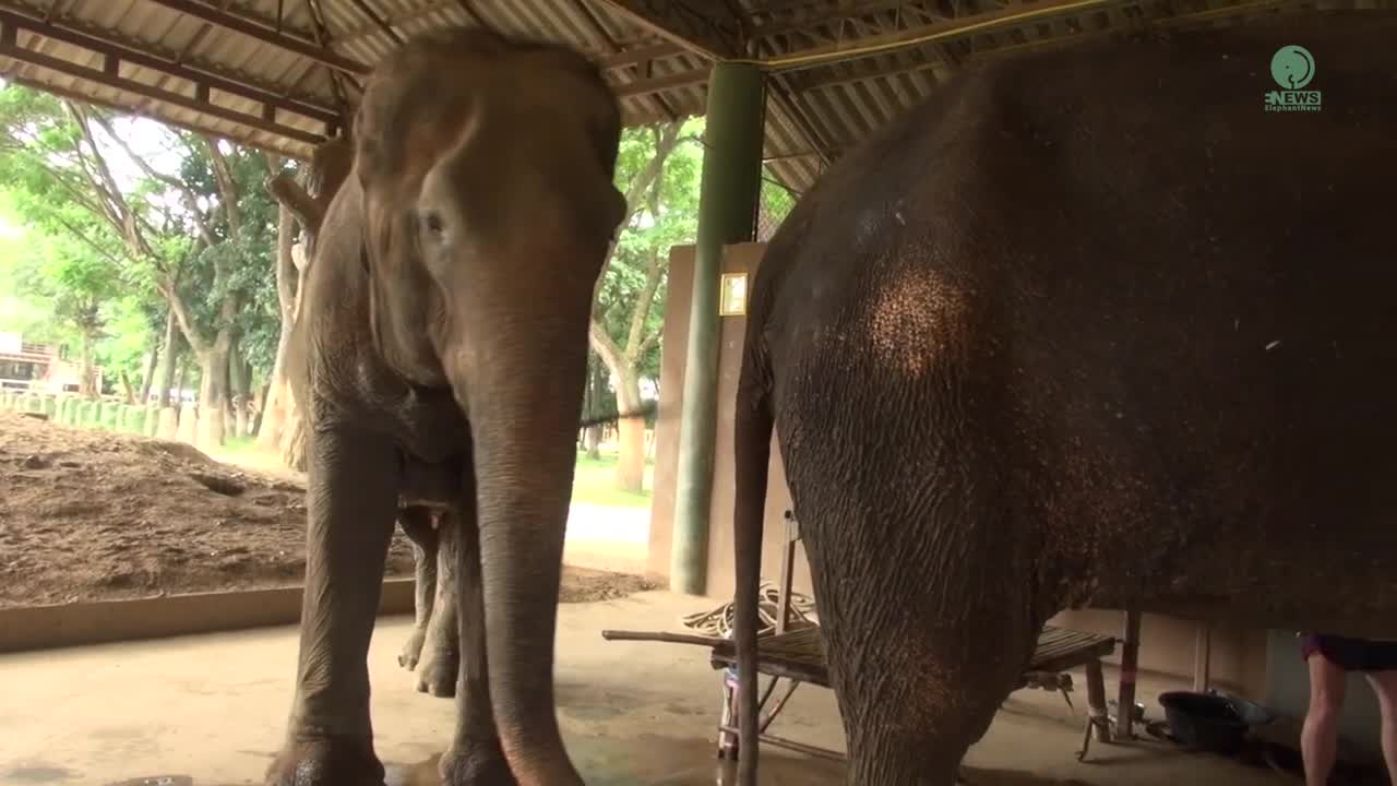 Elephant Walks Straight To Stand By And Encourage Her Friend During Treatment