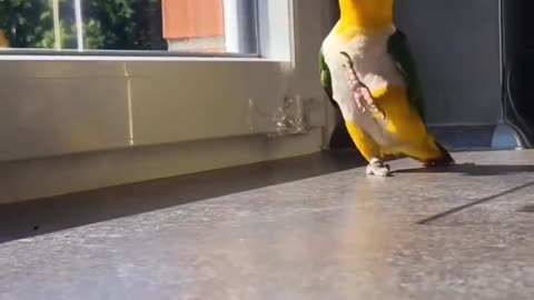 Parrot Walking Backwards #shorts #shortsvideo #video #viral