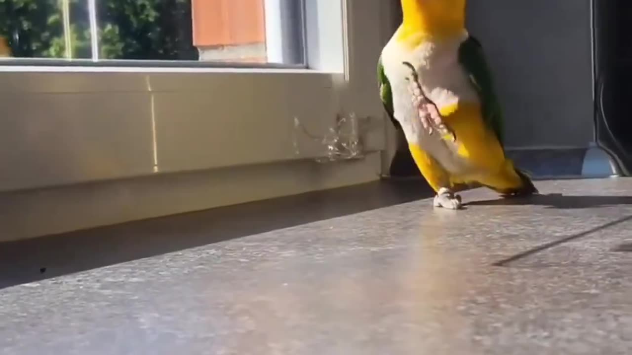 Parrot Walking Backwards #shorts #shortsvideo #video #viral