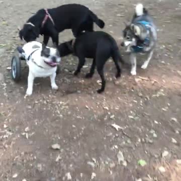 Bulldog en silla de ruedas experimenta su primer caminata por un parque para perros