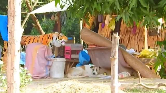 Troll Prank Dog Funny & fake Lion and Fake Tiger Prank To dog & Huge Box Prank to dog