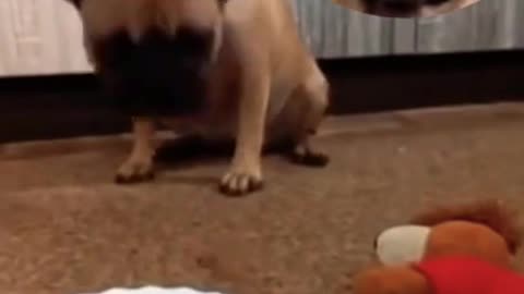 funny dog video ~ try not to laugh or smile