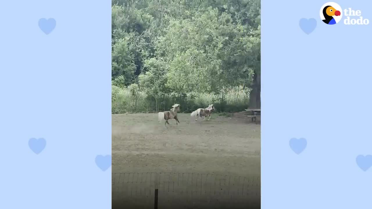 Rescue Pony Greets His Human Brother At His Window | The Dodo Soulmates