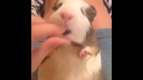 ULTIMATE|| Animal Compilation || Funny Fails || viral || comedy