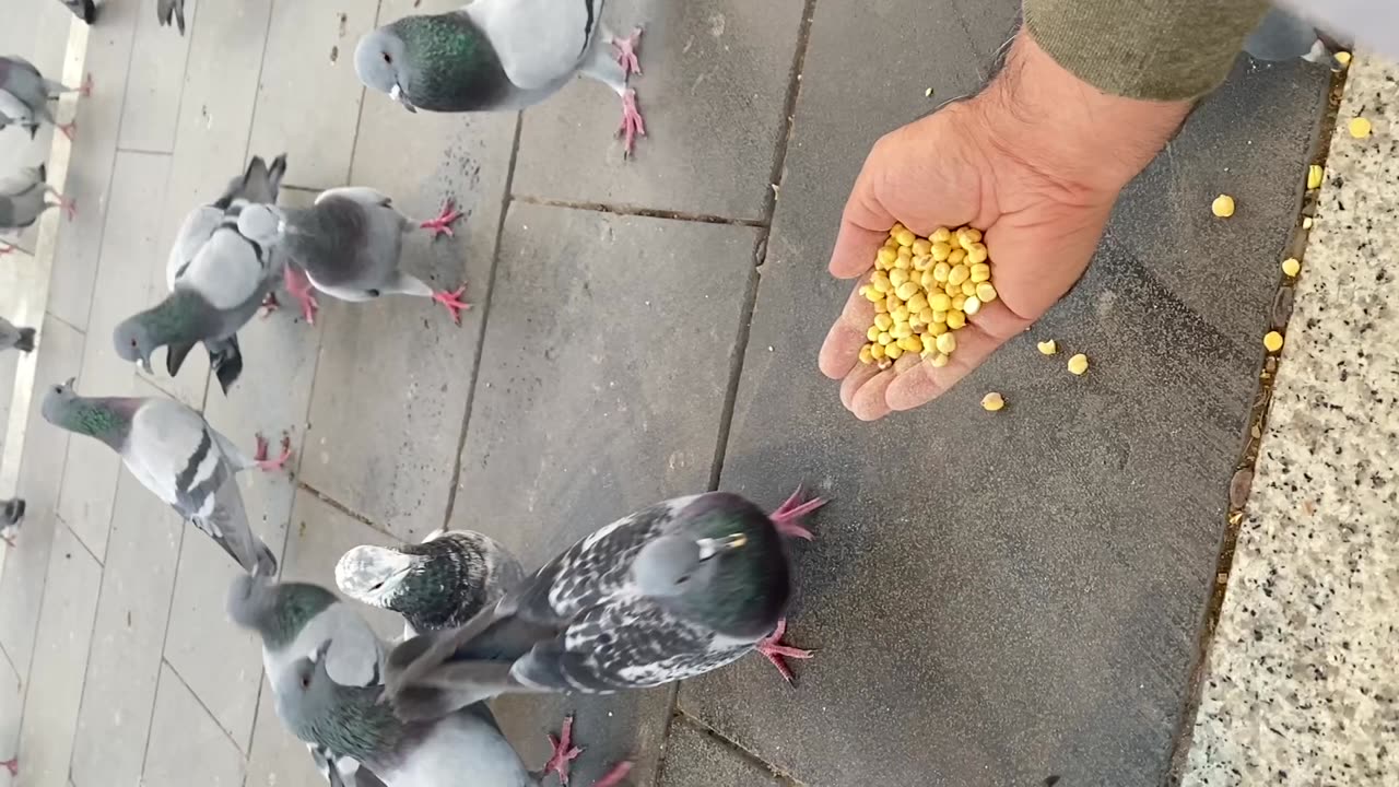 Pigeons confused 😊