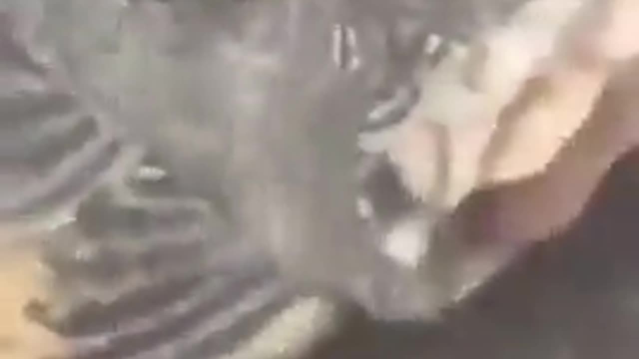 Fish With out Head