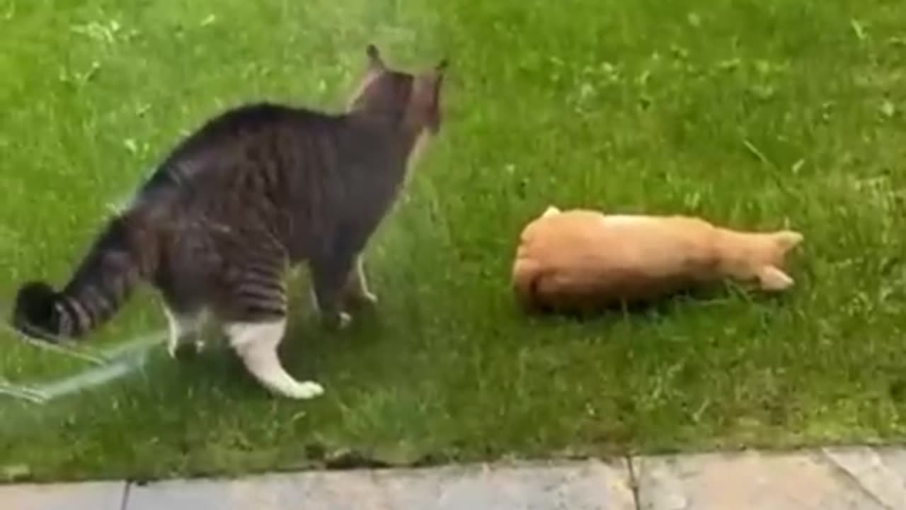 Funny animals, Funny cats and dogs. Funny animal videos