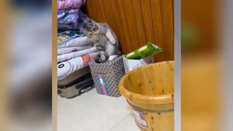 Cute and funny most viral pets animals videos 2022 _ funniest cats videos