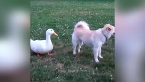 Funny Videos Cays And Dogs