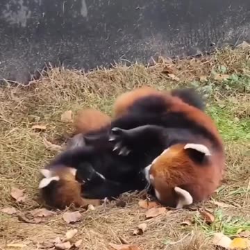 I love these animals