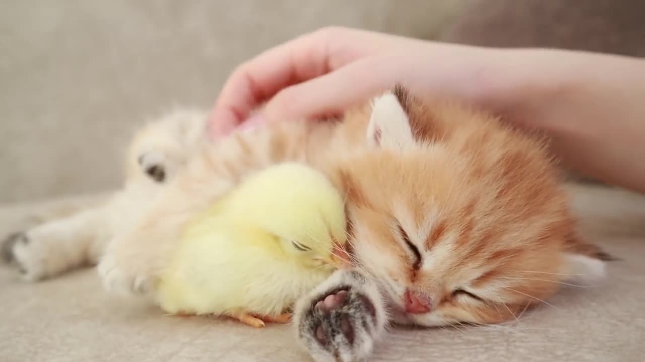 Fluffy orange meets with the yolk 🐥