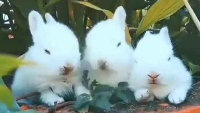 Funny animals