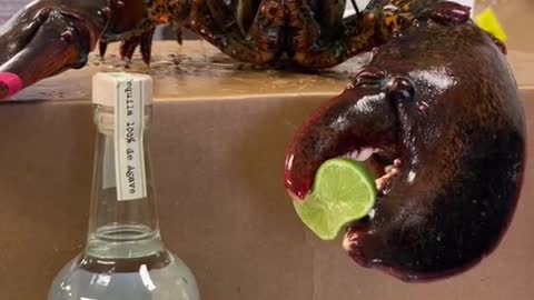 Lobster Helps Make Drink with Lime