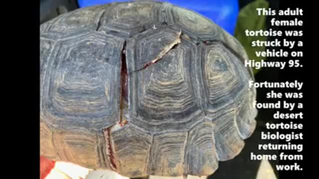 Desert Tortoise Rescue_1