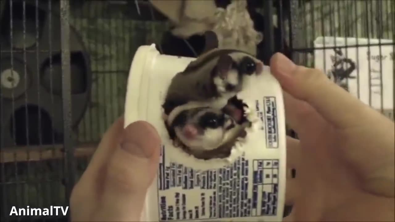 SUGAR GLIDERS Flying - Funny & Cute Compilation