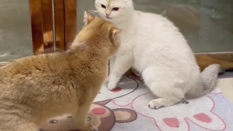 Cute and funny cat video.