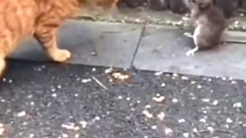 Best funny dogs and cats in the world