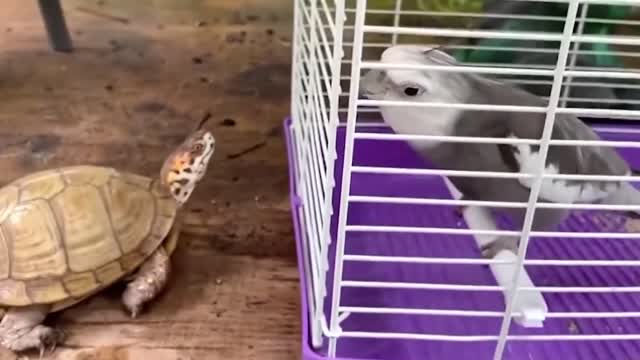 Top 15 Unbelievable animal Friendships in the World