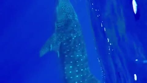 last month in the azores with a whale shark to my left