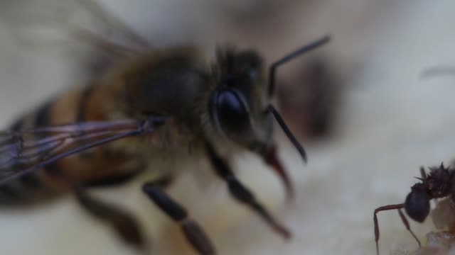 Macrophotography - Bee eating banana