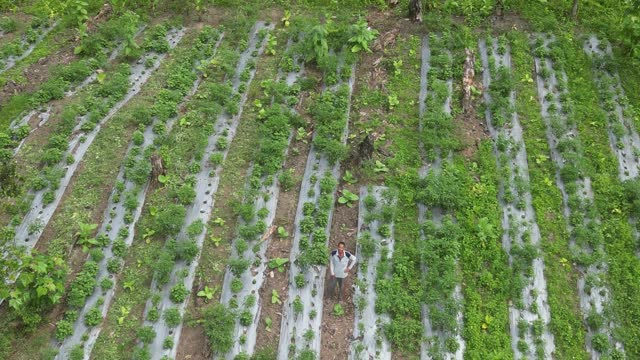 Sustainable Patchouli Agribusiness