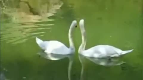 Владимир Захаров Два белых лебедя