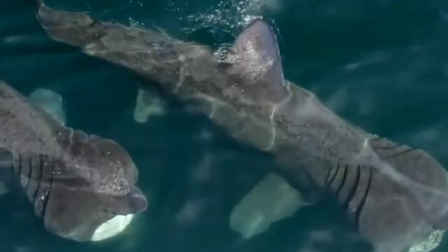 Amazing videos