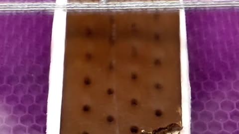 Freeze Drying an Ice Cream sandwich.