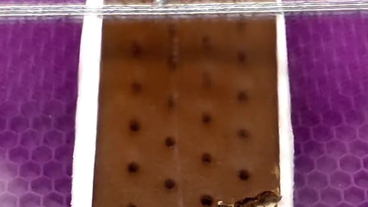 Freeze Drying an Ice Cream sandwich.