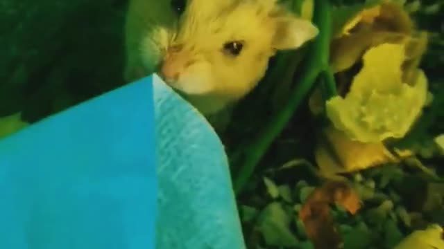 Playing my hamster