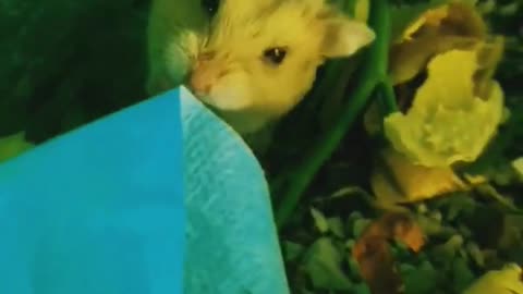 Playing my hamster