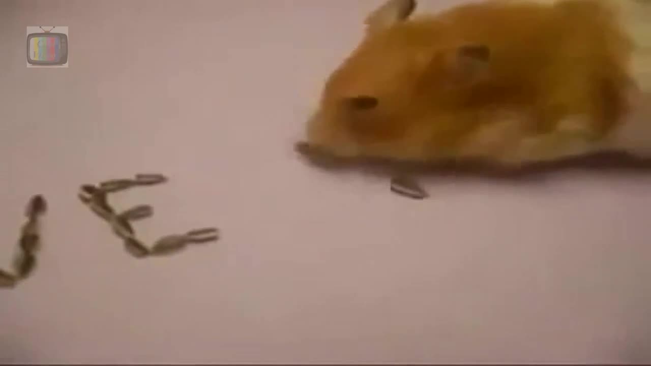 Hamster like to eat melon seeds and actually write I LOVE YOU, Nice Trick