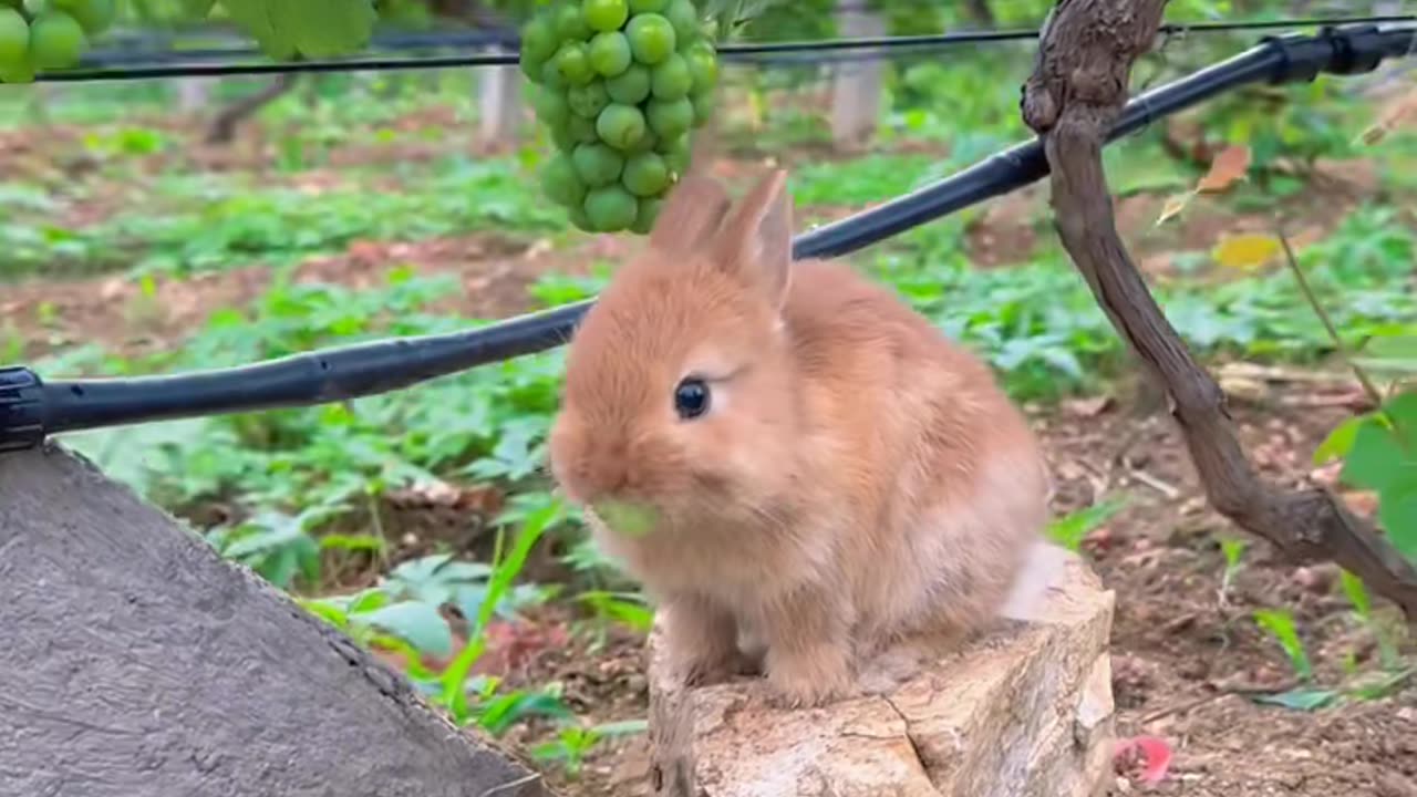 #rabbit #cute