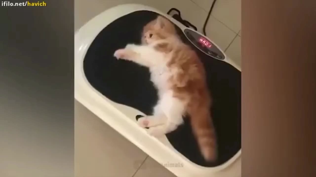 Cat funny