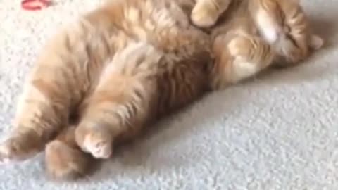 Funny Video - Cutest Cats Ever