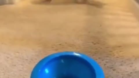 👉Electrick baoul with boll plying dog💯👌