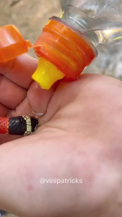 coral snake drinking water from hand