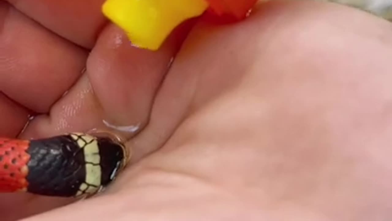 coral snake drinking water from hand