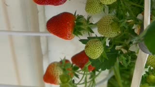 Vertical Indoor Strawberry Garden #strawberry