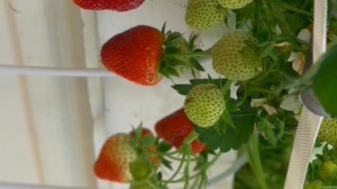 Vertical Indoor Strawberry Garden #strawberry