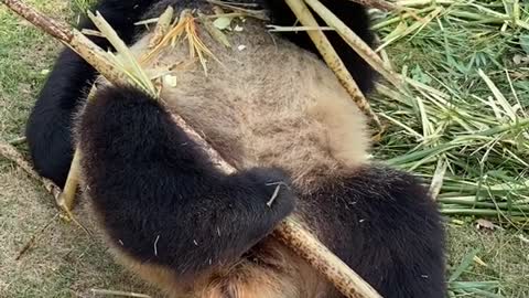 giant pandas